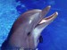 delfín.jpg